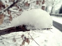 crystal snow on a branch