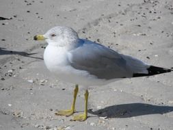 seagull stands on gray sand