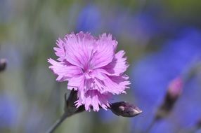 light purple carnation closeup on a blurred background