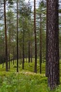 forest meadow with green tree trunks scene