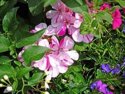 bush of flowers in spring