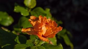 hibiscus flower with orange petals at deep green background
