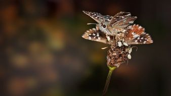 mating butterflies