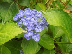 Blue flowers with green leaves