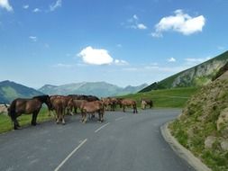 Landscape with the horses on the road in France