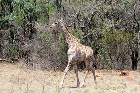 young giraffe in bush