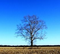 tree field nature