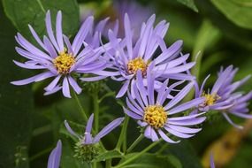 purple alpine aster