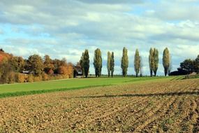 poplars near arable field