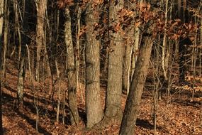 overgrown forest in autumn