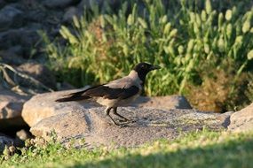 inimitable crow
