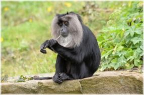 lion tailed macaque in an exotic forest