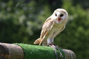 snow owl is a bird of prey