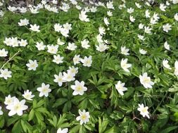 white anemones flowers in the grass