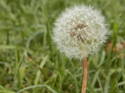 dandelion seeds in the bud