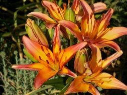 asiatic lilies in the garden