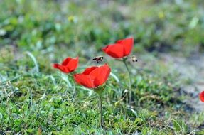 Red beautiful poppy flowers
