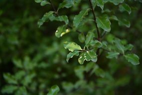 green leaves light structure