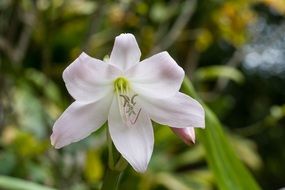 beautiful white flower in the nature