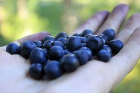 forest blueberry in the palm close-up on blurred background