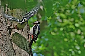 two bright woodpecker in the wild