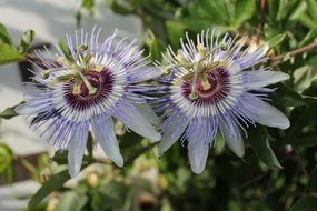 enchanting flowers nature plant