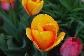 Orange and pink tulips