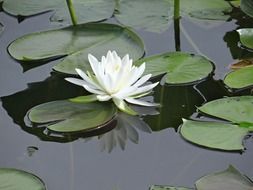 lonely water lily in the pond