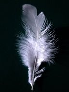 white feather at dark background