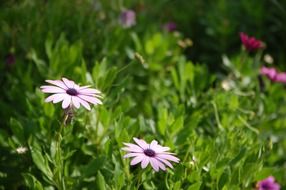 flowers on a green field among the grass