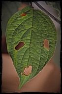 Eated leaf
