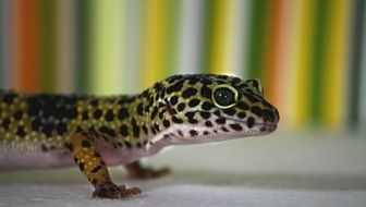 leopard gecko lizard