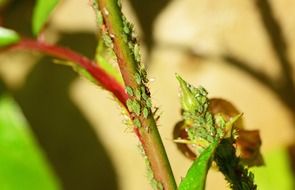 green aphis on rose branch and bud