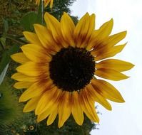 sun flower summer yellow plant