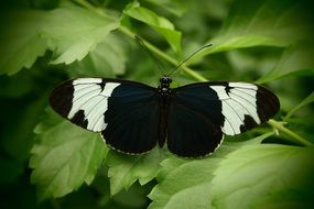 black butterfly with white wings on green leaves