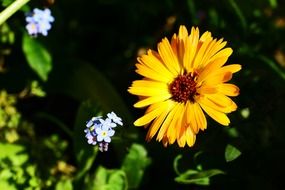 sunny marigold calendula pot