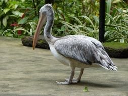 Colorful, beautiful and cute pelican in the park among the plants