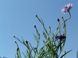 Green bush cornflower with a purple flower