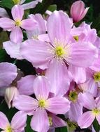 clematis montana flowers close-up