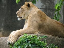 Beautiful cute female lion