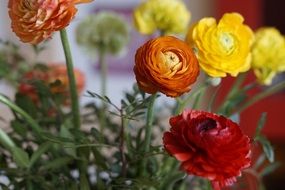 bouquet of colorful ranunculus flowers