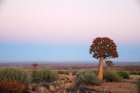 Picture of quiver tree in Namibia