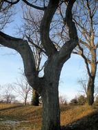 sculptural tree trunk in the forest