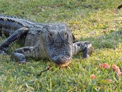 alligator in nature