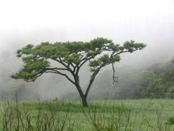 astounding acacia tree