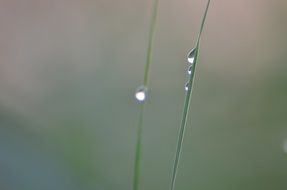 water drops on the grass closeup