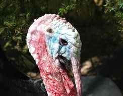 puckered turkey head close up