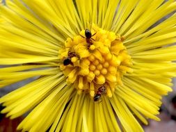 yellow flower with thin petals
