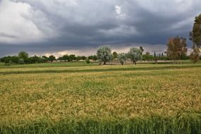 ruffled barley field in storm, afghanistan