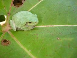 Close-up of the green frog on the green leaf